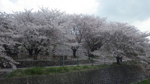 桜雪